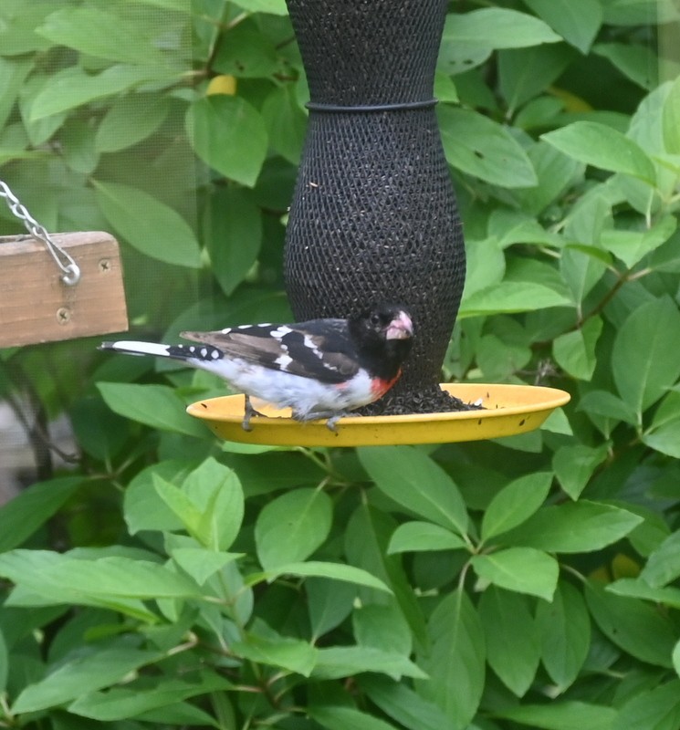 Rose-breasted Grosbeak - ML620832552