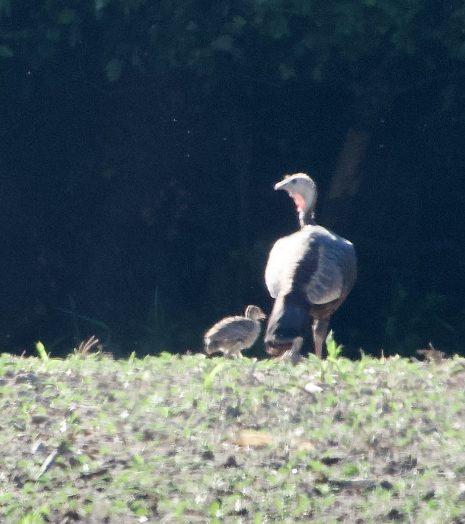 Guajolote Gallipavo - ML620832553