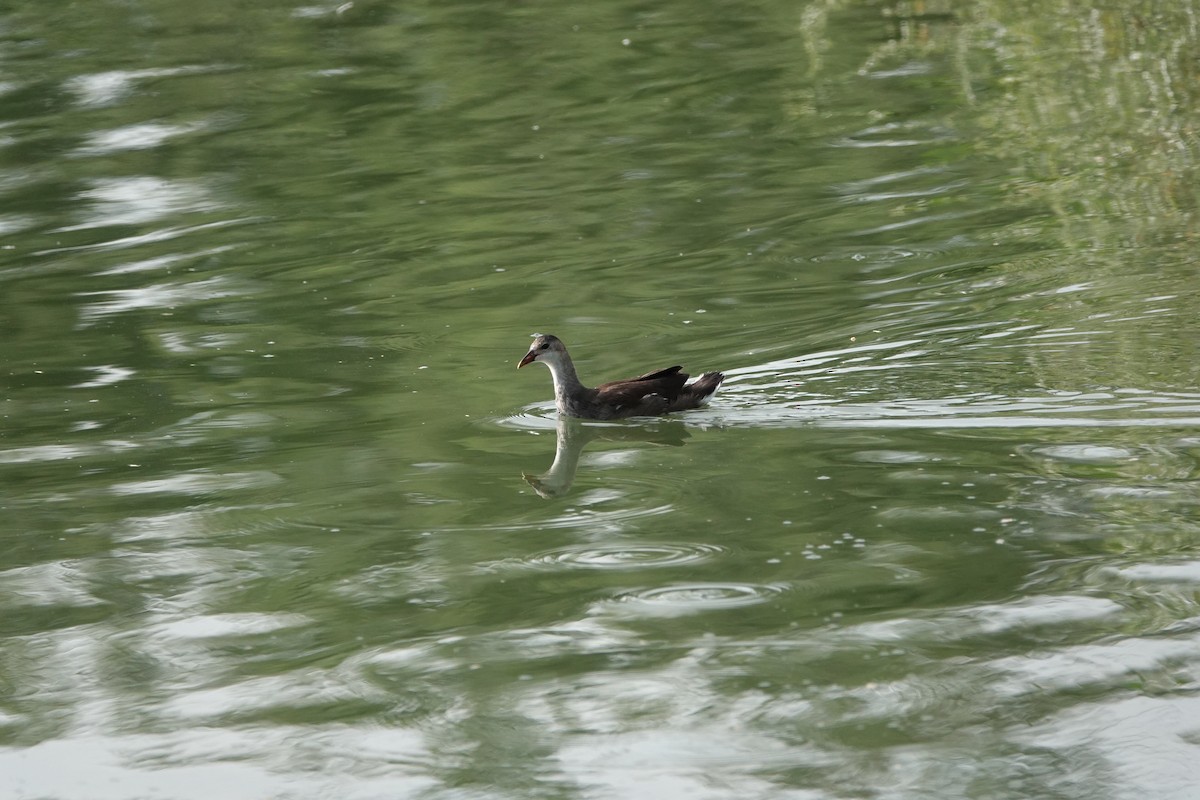 Common Gallinule - ML620832560