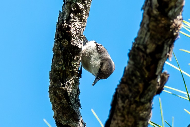 Brown-headed Nuthatch - ML620832561