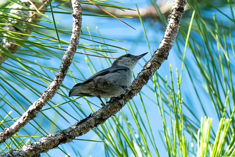 Brown-headed Nuthatch - ML620832562