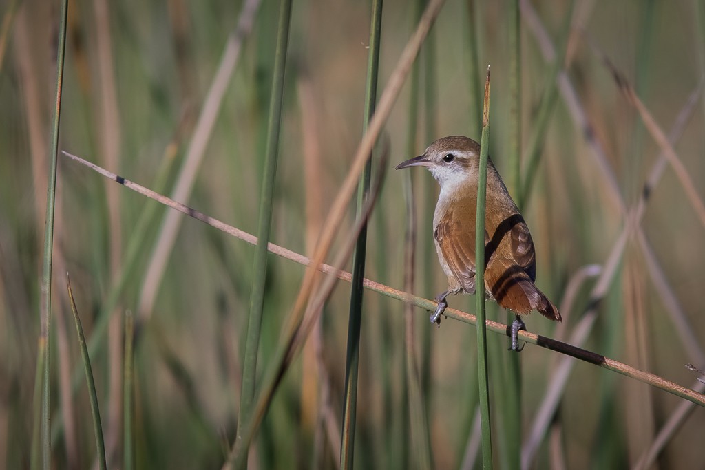 Curve-billed Reedhaunter - ML620832563