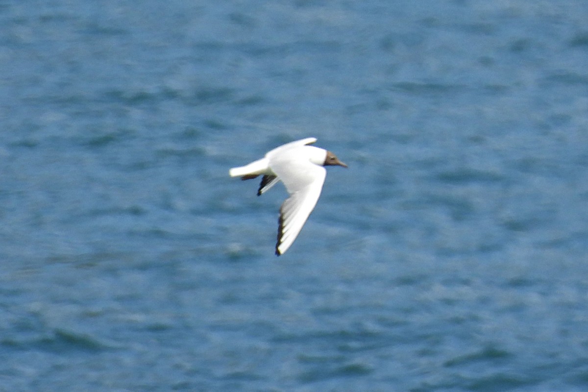 Black-headed Gull - ML620832564