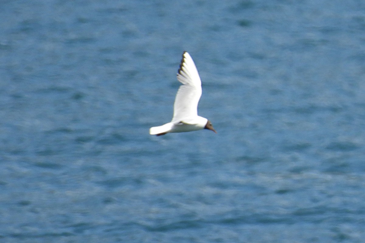 Black-headed Gull - ML620832565