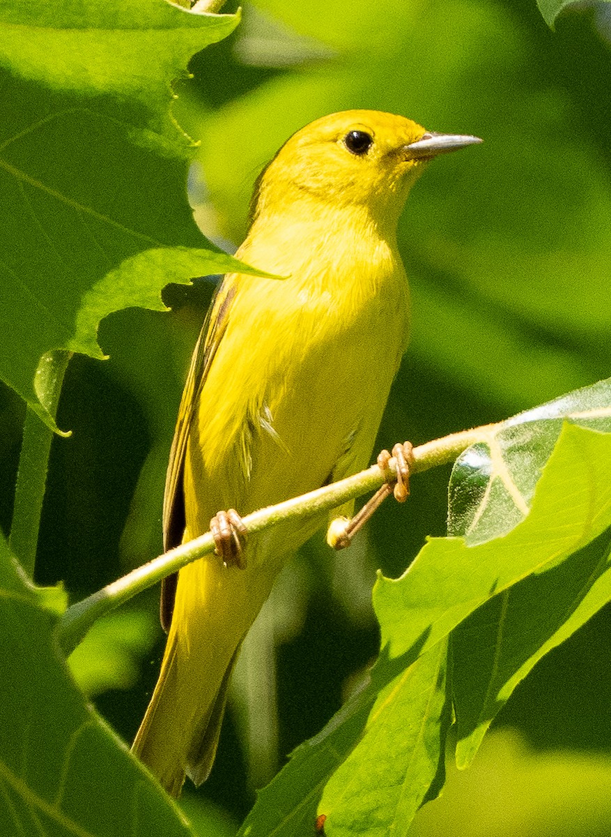 Yellow Warbler - ML620832566