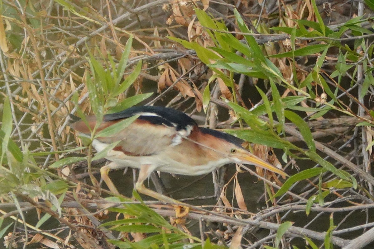 Least Bittern - ML620832567