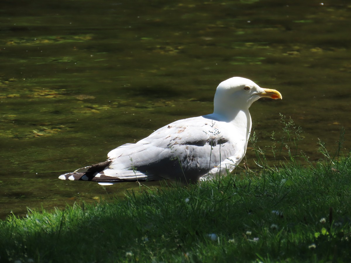 Herring Gull - ML620832568