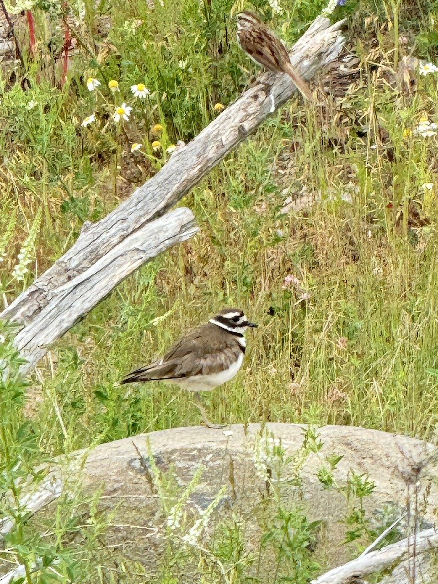 Killdeer - ML620832569