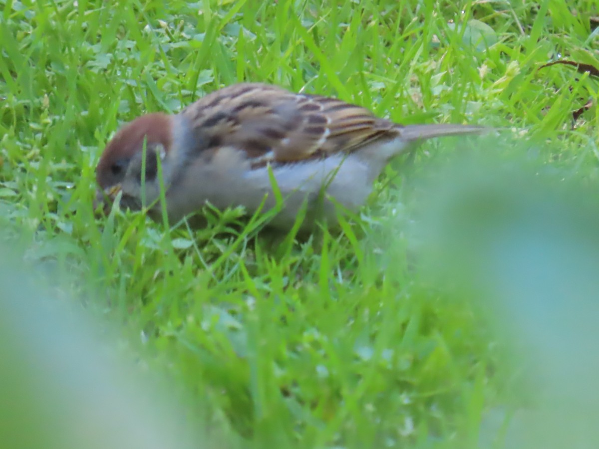 Eurasian Tree Sparrow - ML620832572