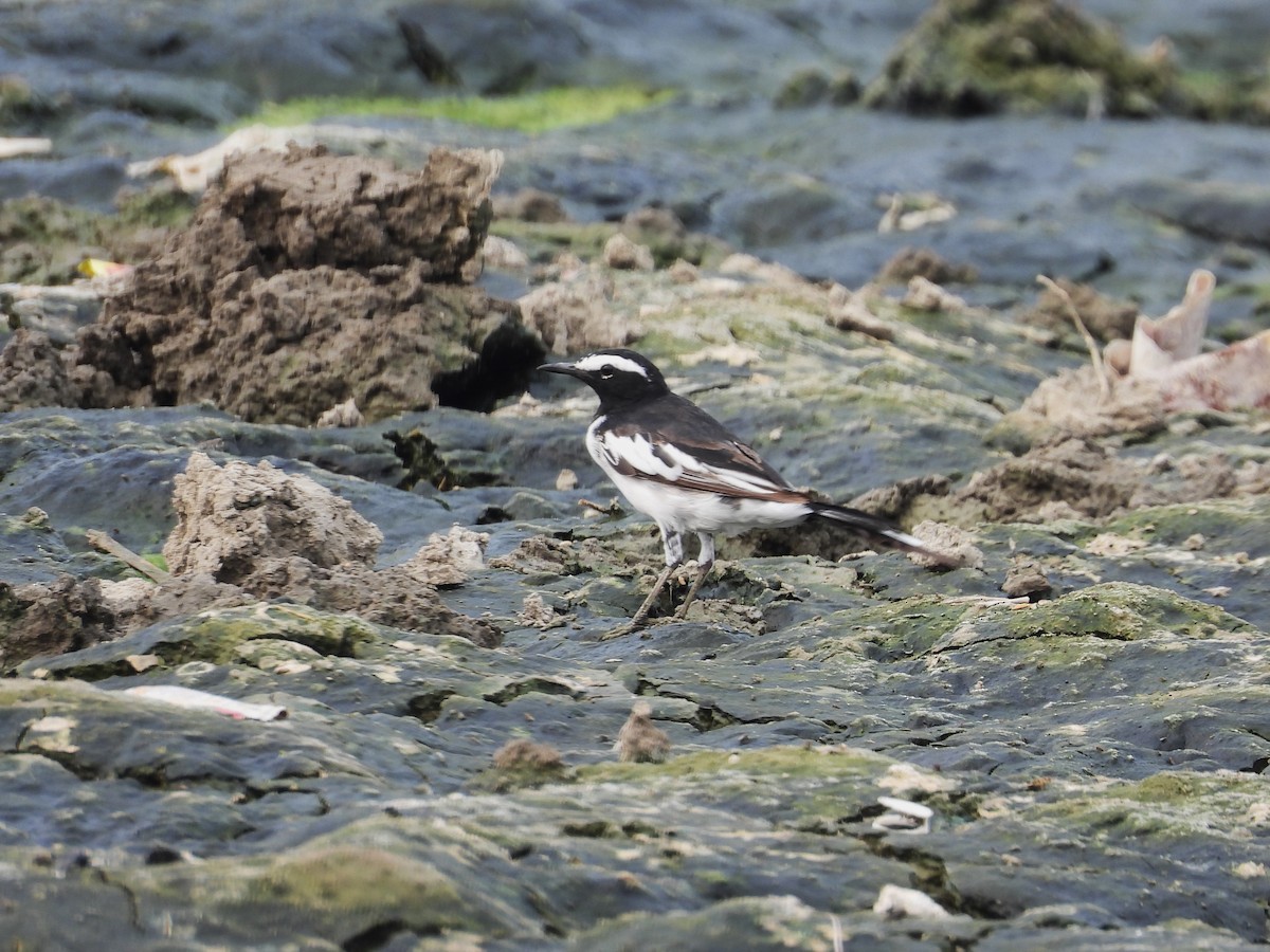 White-browed Wagtail - ML620832573