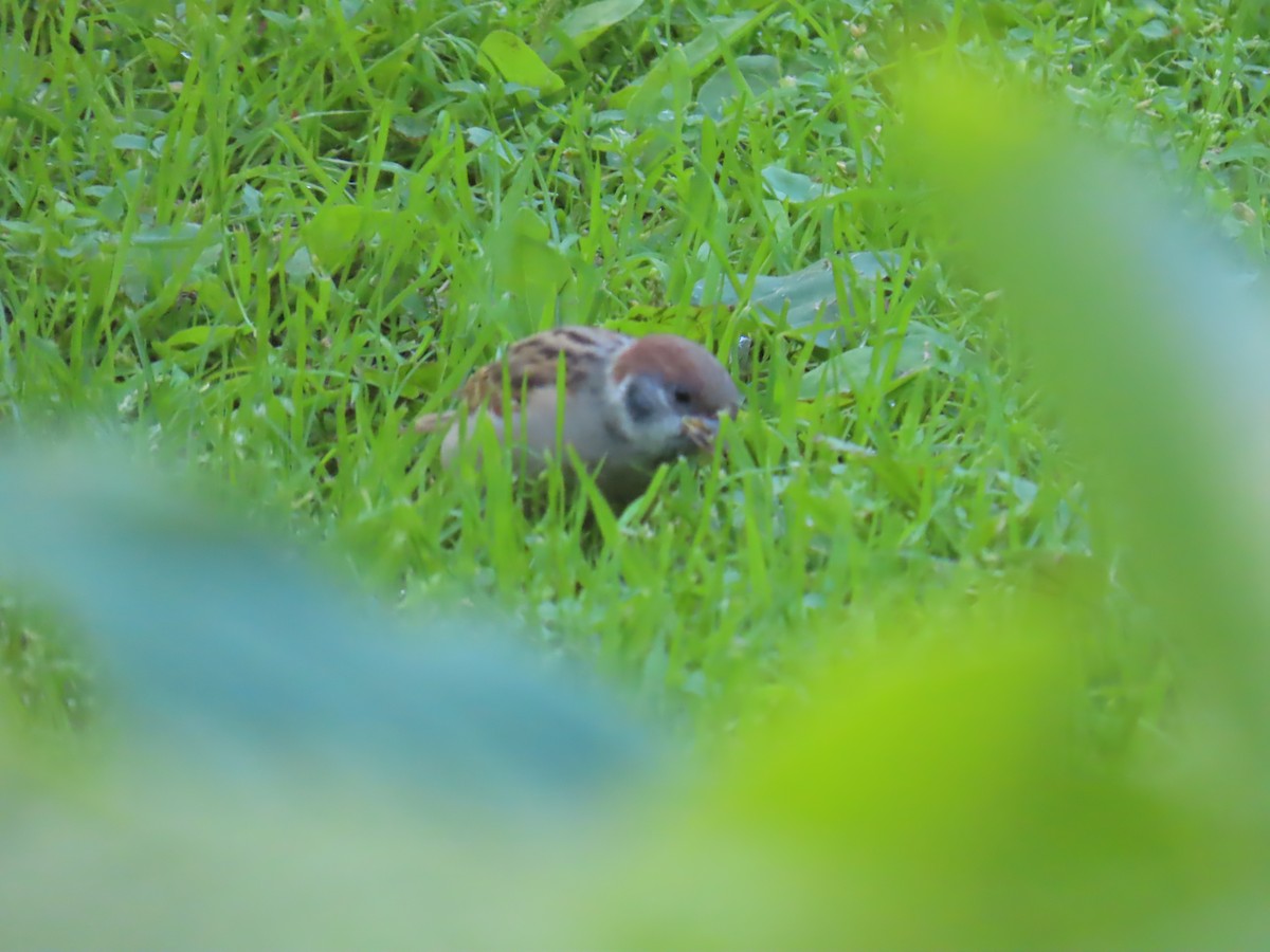 Eurasian Tree Sparrow - ML620832574