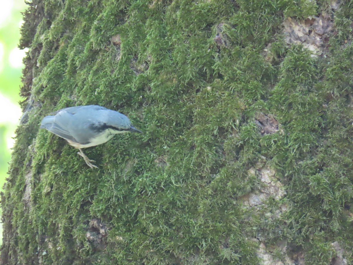 Eurasian Nuthatch - ML620832576