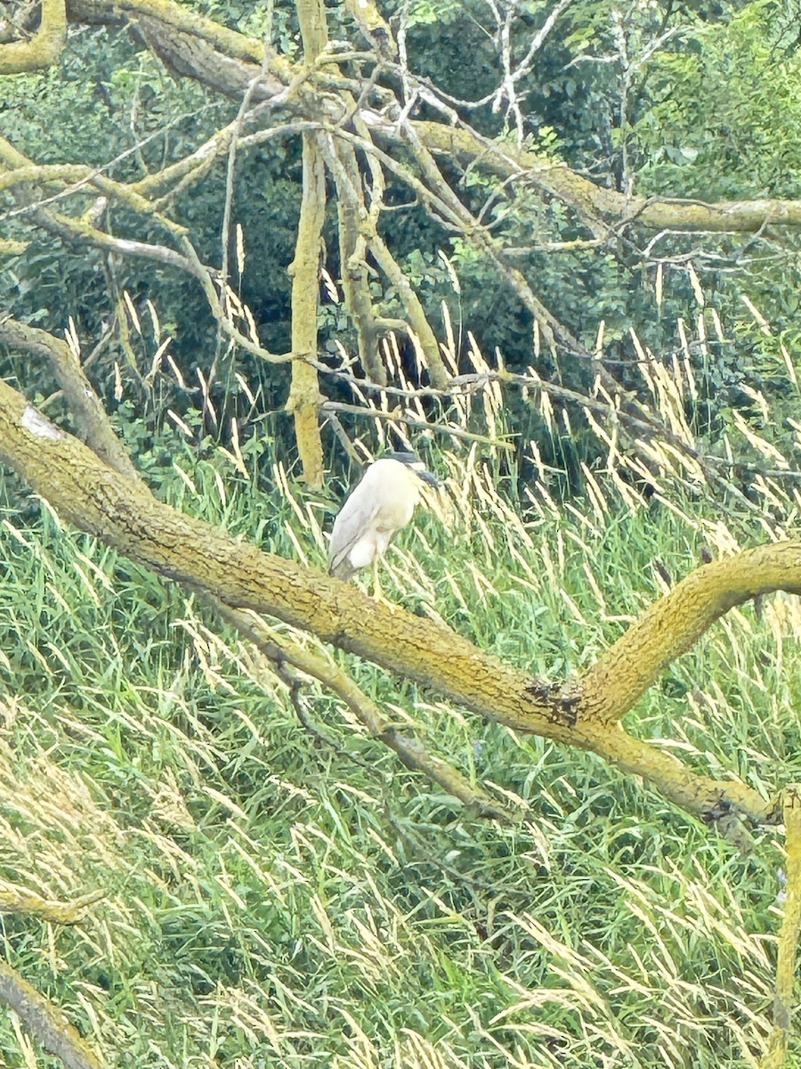 Black-crowned Night Heron - ML620832578