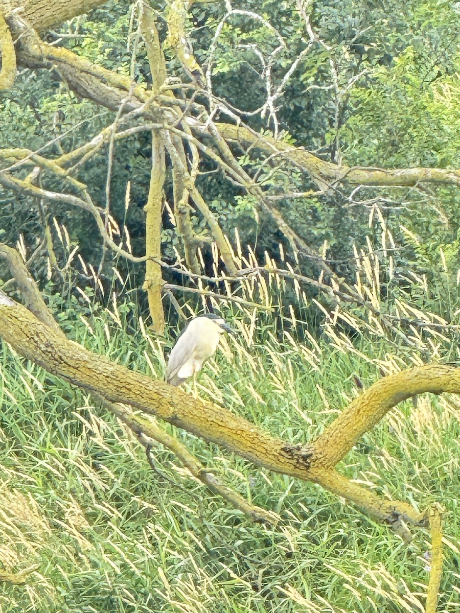 Black-crowned Night Heron - ML620832580