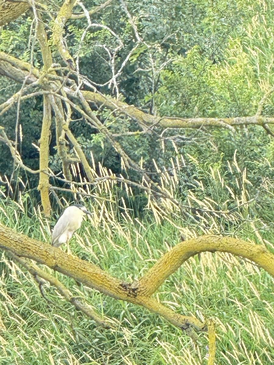 Black-crowned Night Heron - ML620832581