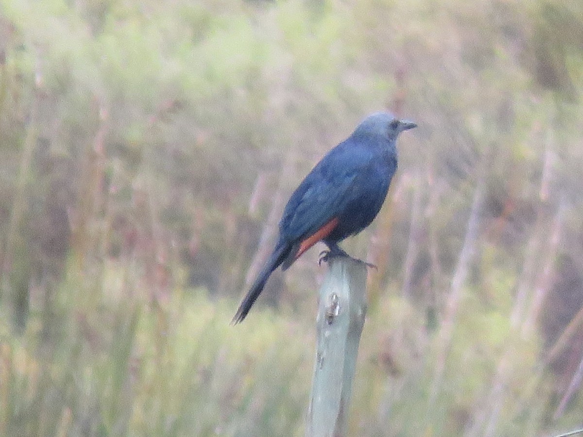 Red-winged Starling - ML620832582