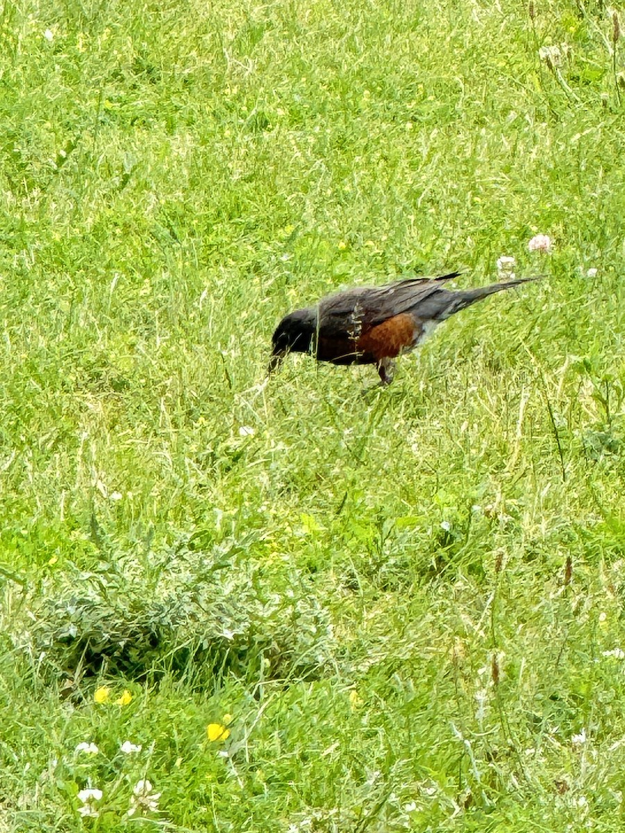 American Robin - ML620832583