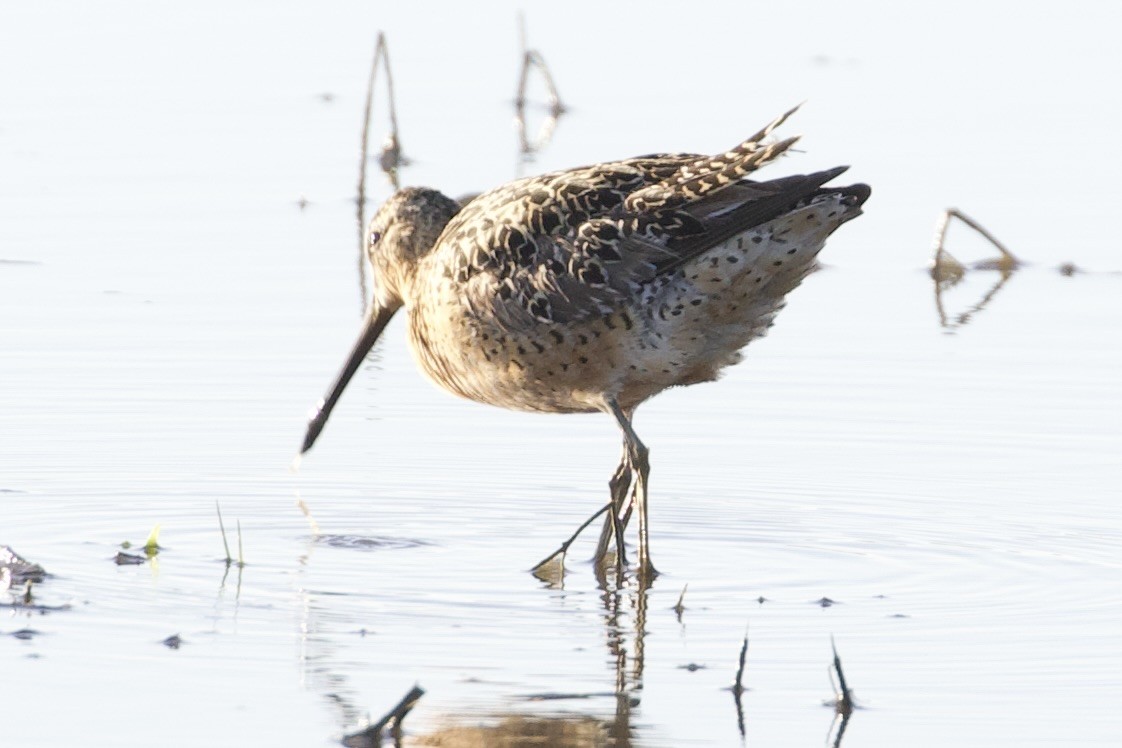 Long-billed Dowitcher - ML620832585