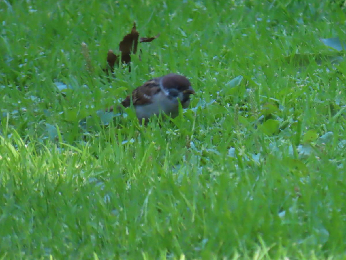 Eurasian Tree Sparrow - ML620832586