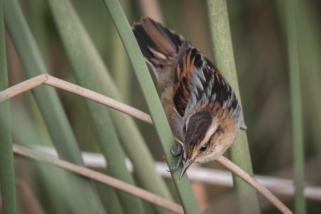 Wren-like Rushbird - Eduardo Franco