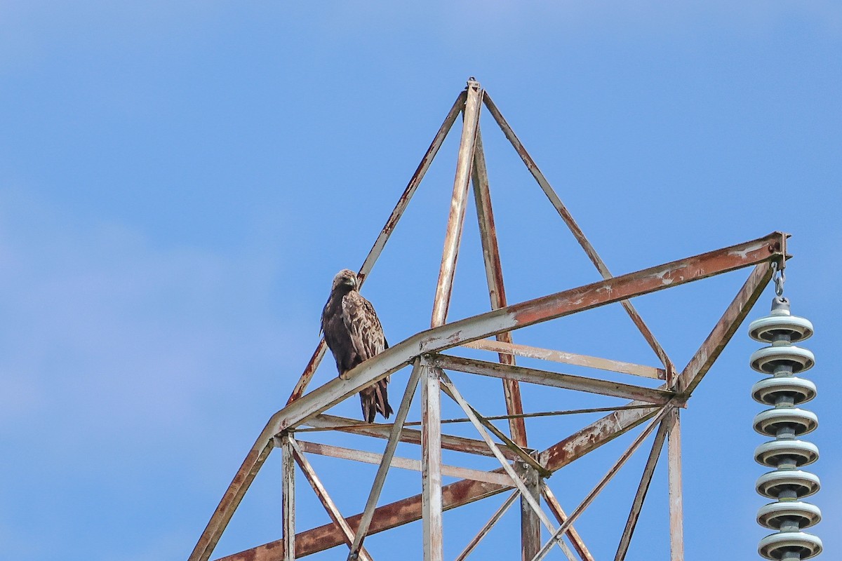 Águila Real - ML620832588