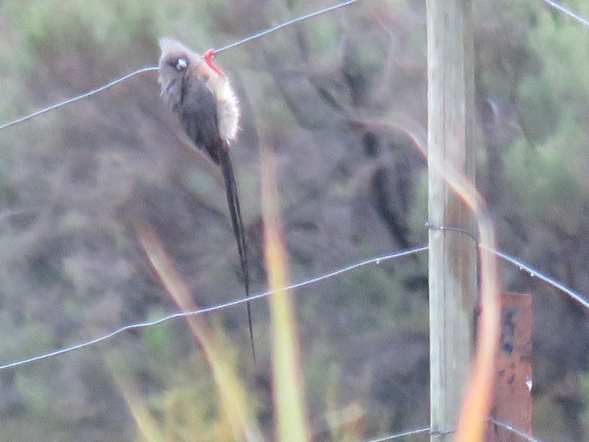 White-backed Mousebird - ML620832592