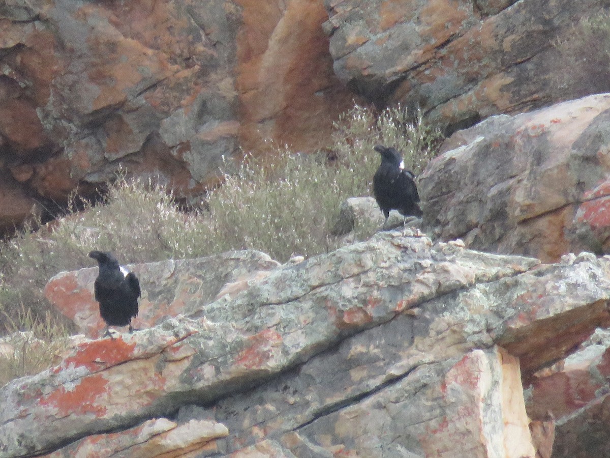 White-necked Raven - ML620832594