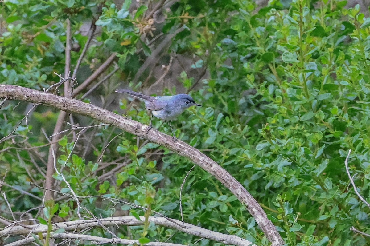 Blue-gray Gnatcatcher - ML620832605