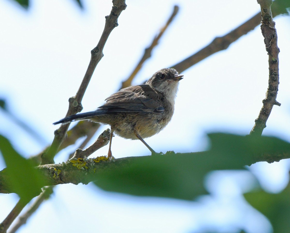 Greater Whitethroat - ML620832606