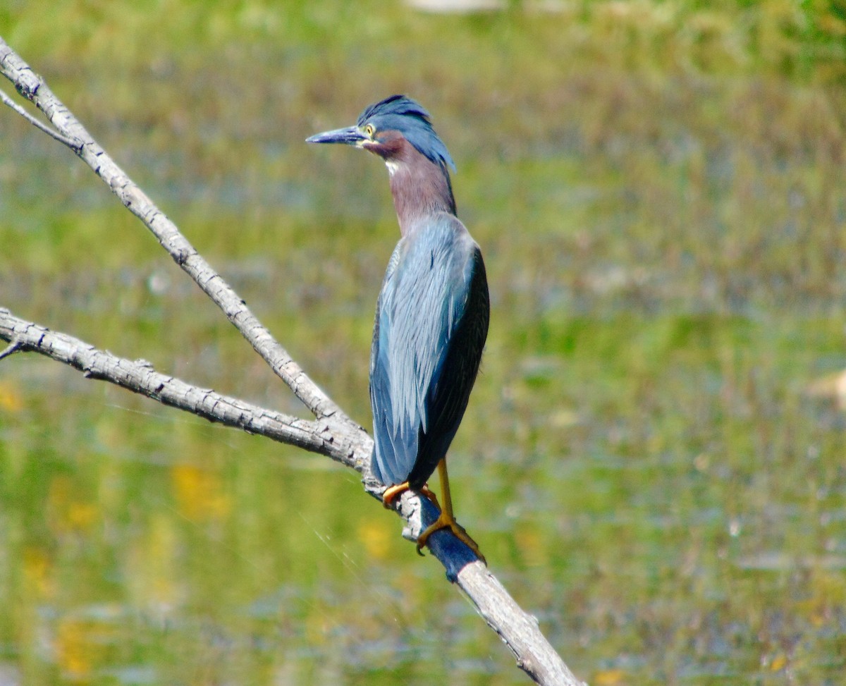 Green Heron - Randy Shonkwiler