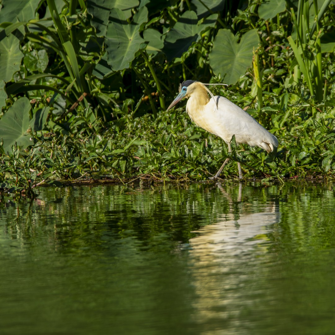 Capped Heron - ML620832631