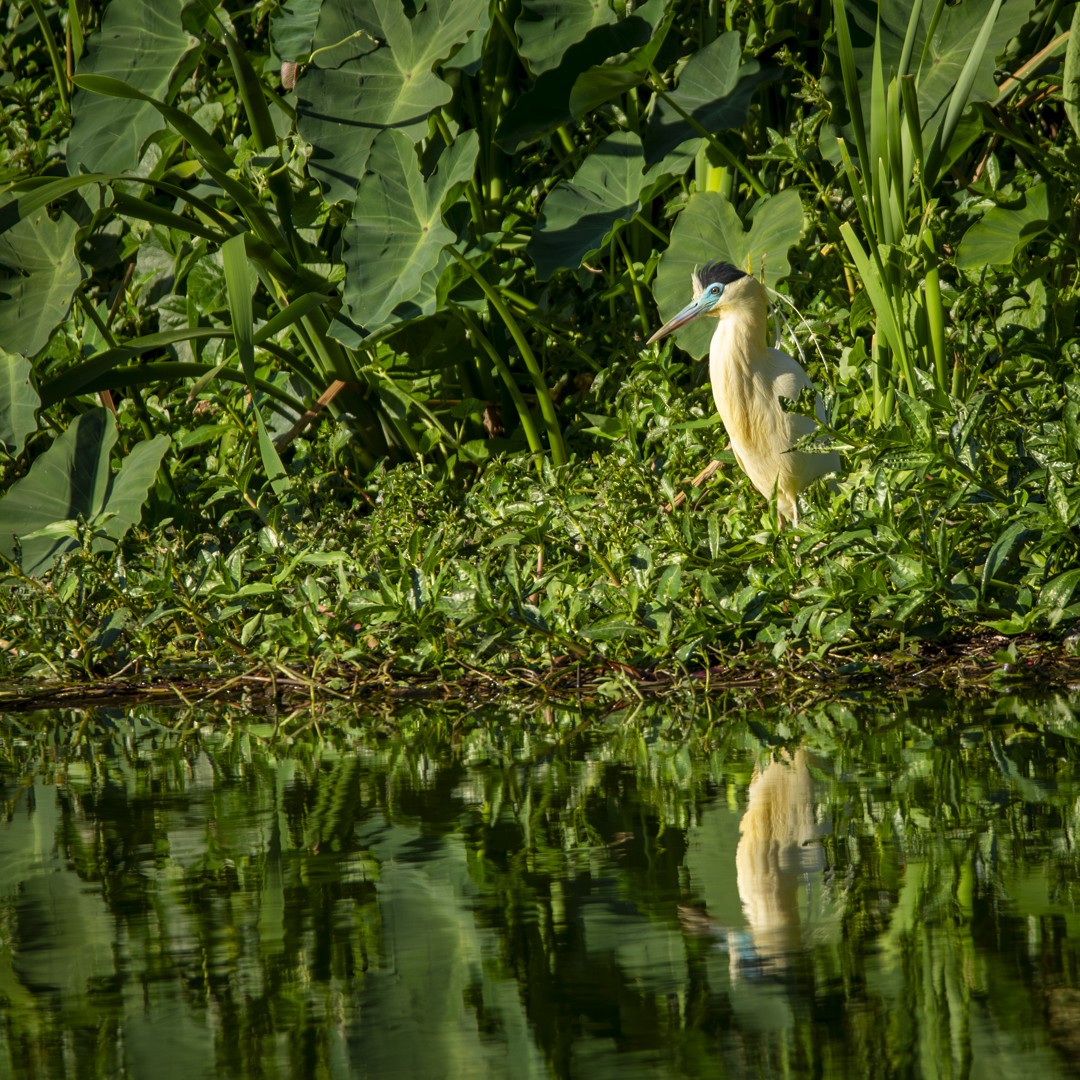 Garza Capirotada - ML620832635