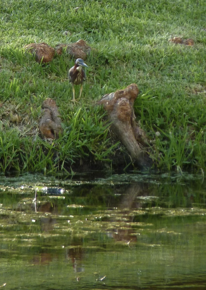 Green Heron - ML620832638