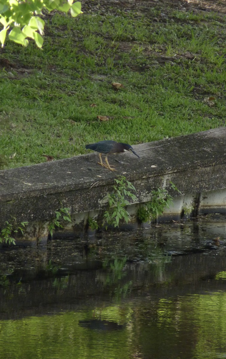 Green Heron - ML620832639