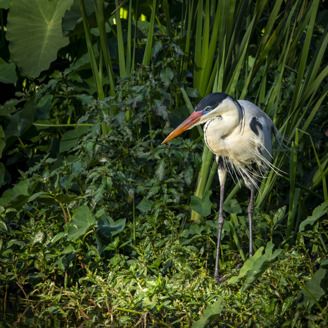 Cocoi Heron - ML620832640