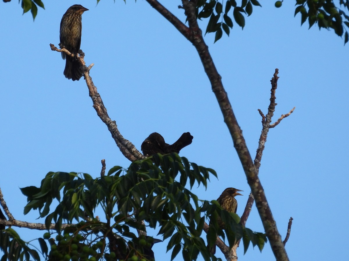 Red-winged Blackbird - Bonnie Brown