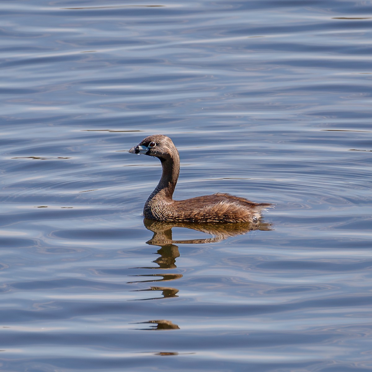 Pied-billed Grebe - ML620832646