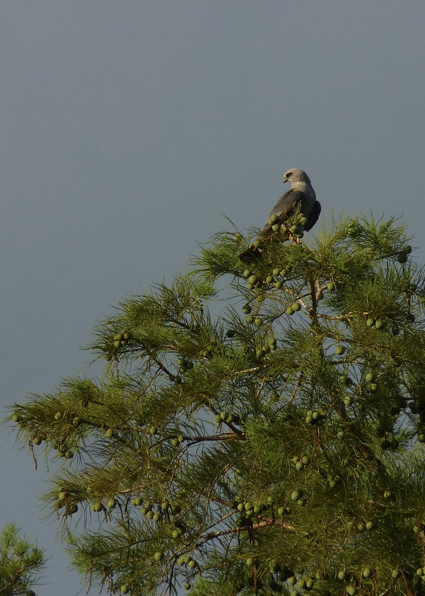 Mississippi Kite - ML620832648