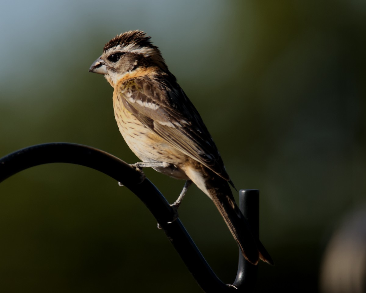 Black-headed Grosbeak - Linda Dalton