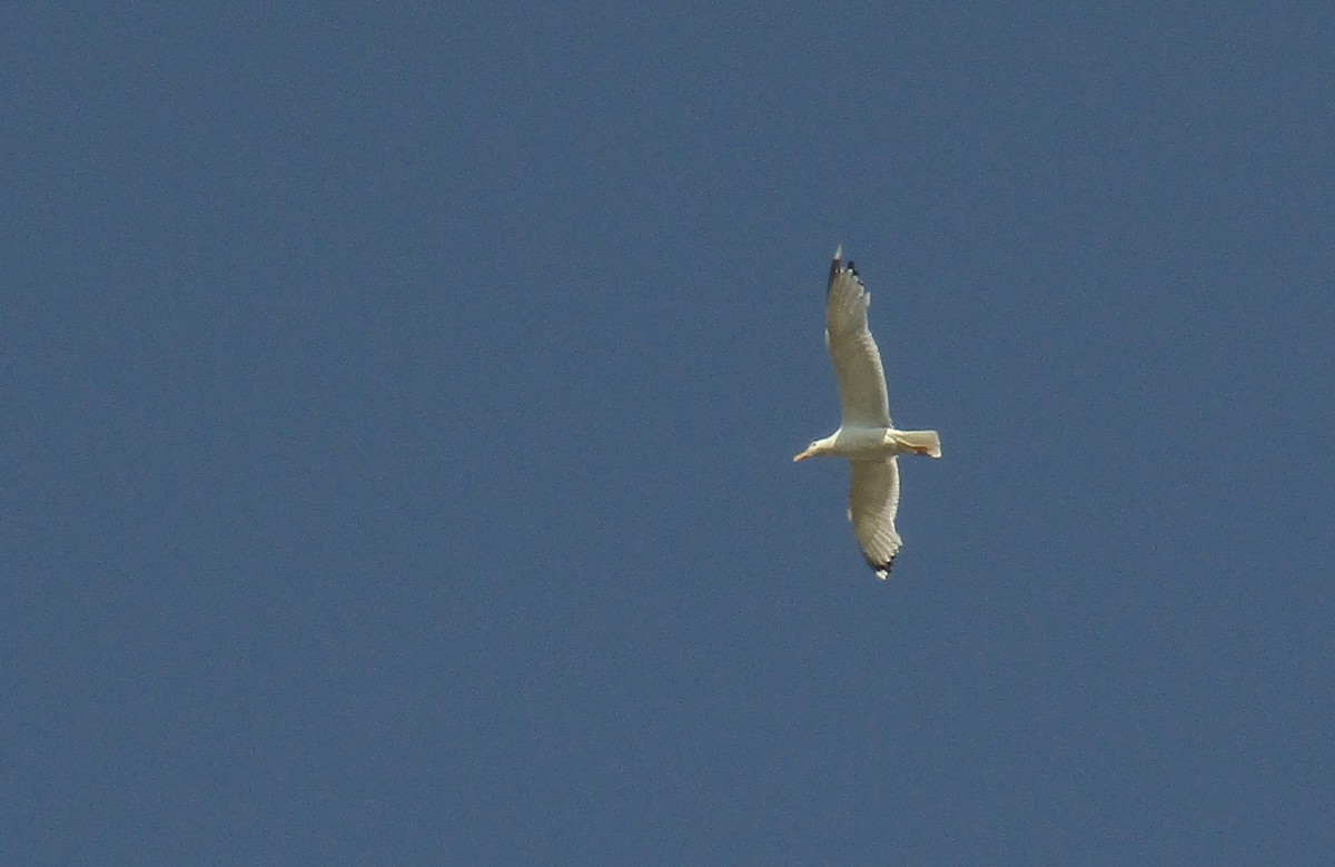 Caspian Gull - ML620832657