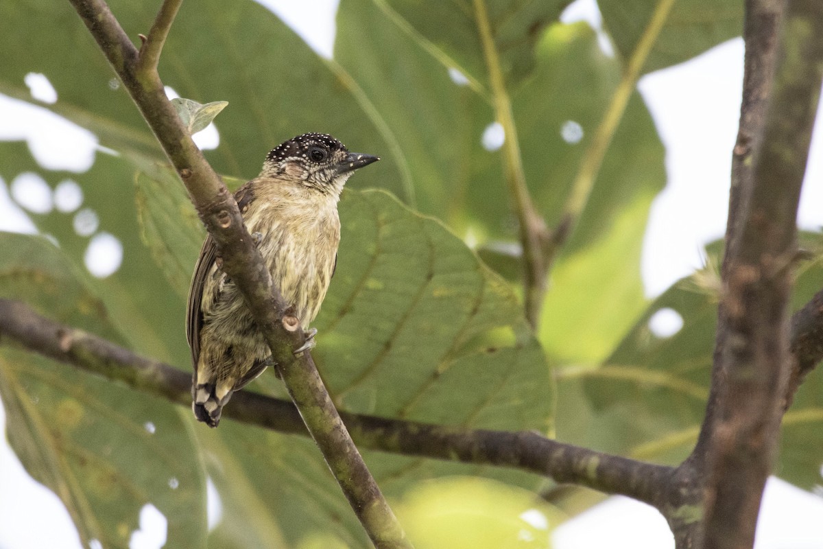 Olivaceous Piculet - ML620832685