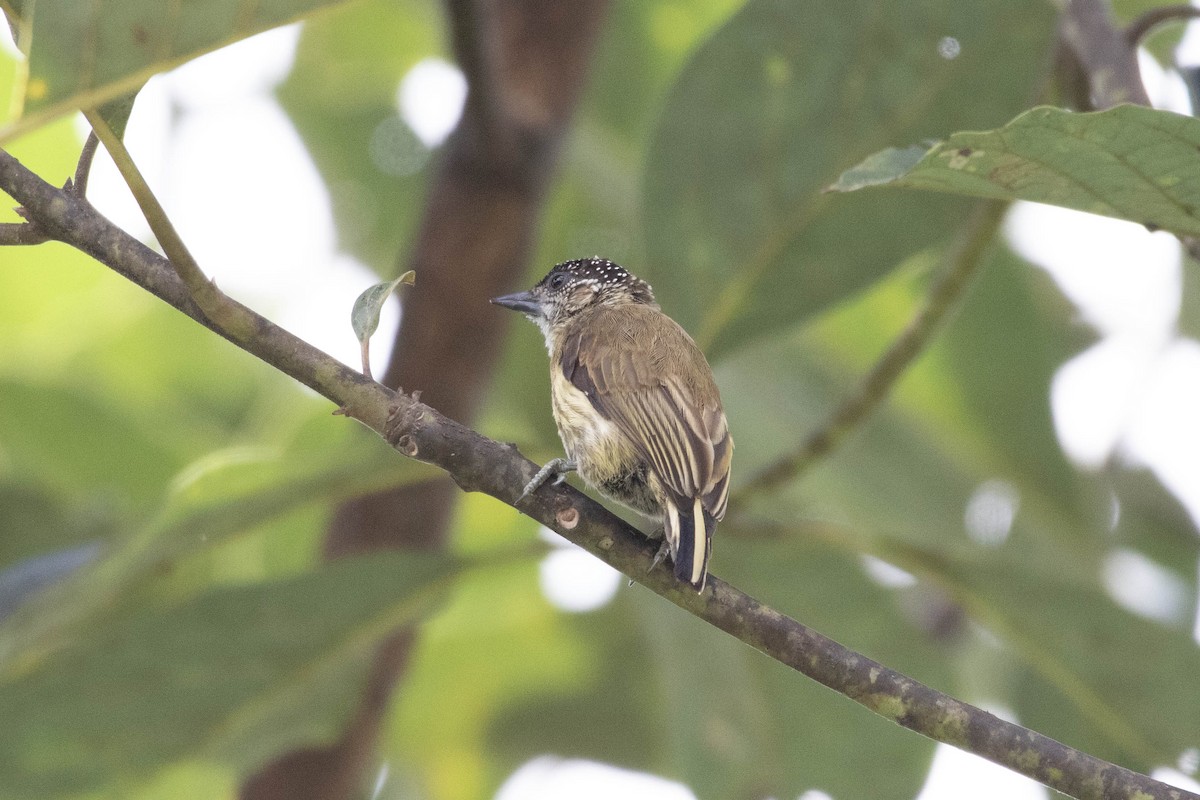 Olivaceous Piculet - ML620832689
