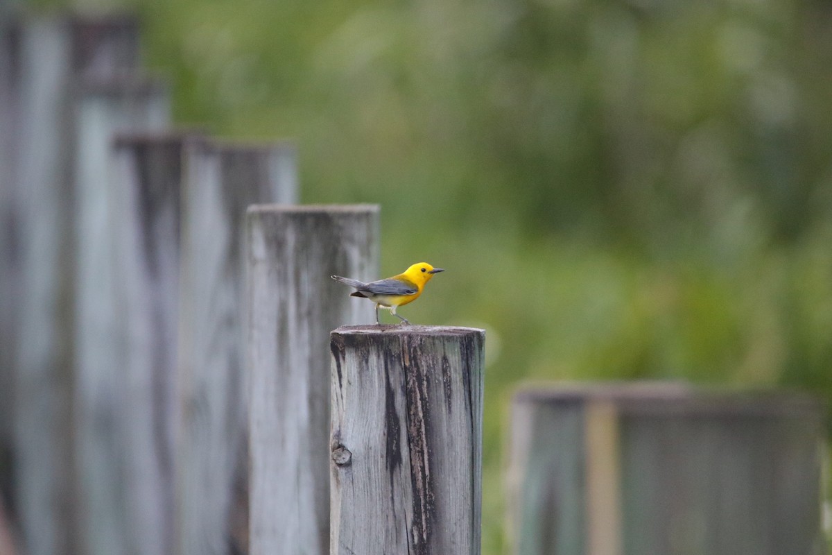 Prothonotary Warbler - ML620832713