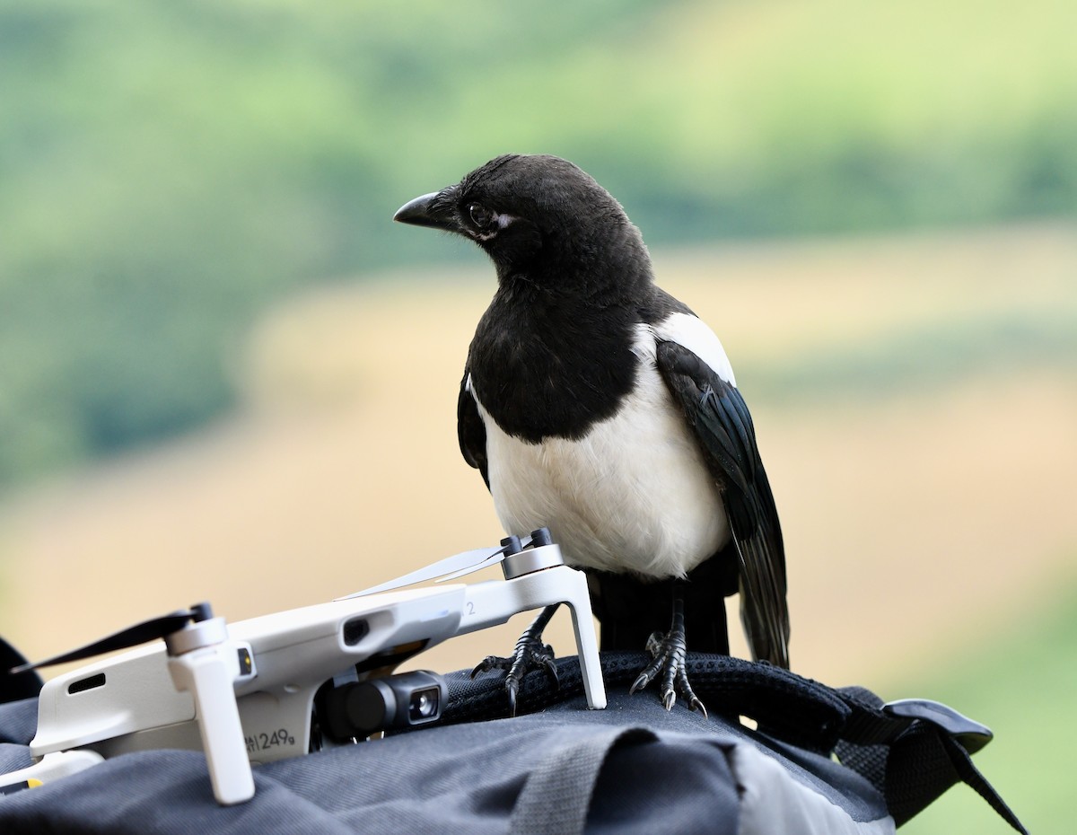 Eurasian Magpie - ML620832737