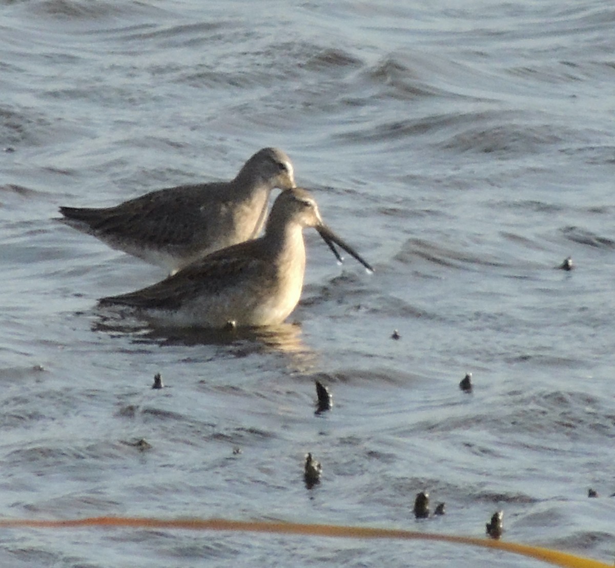 Long-billed Dowitcher - ML620832744