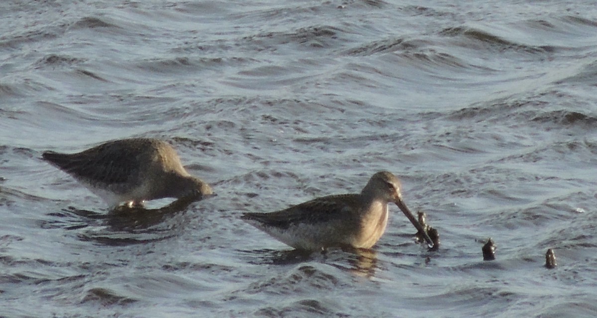 Long-billed Dowitcher - ML620832745