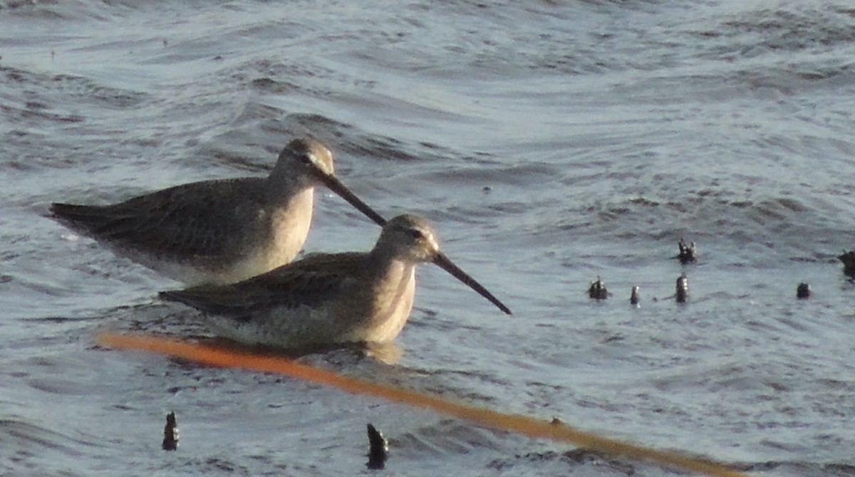 Long-billed Dowitcher - ML620832747