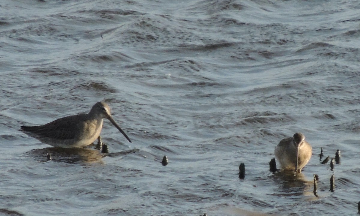 Long-billed Dowitcher - ML620832748