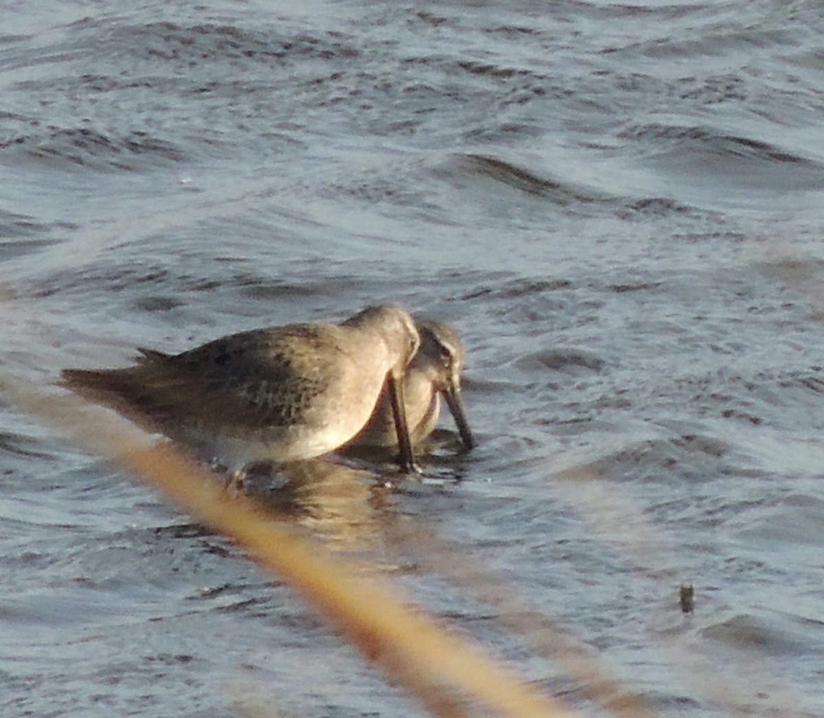 Long-billed Dowitcher - ML620832749
