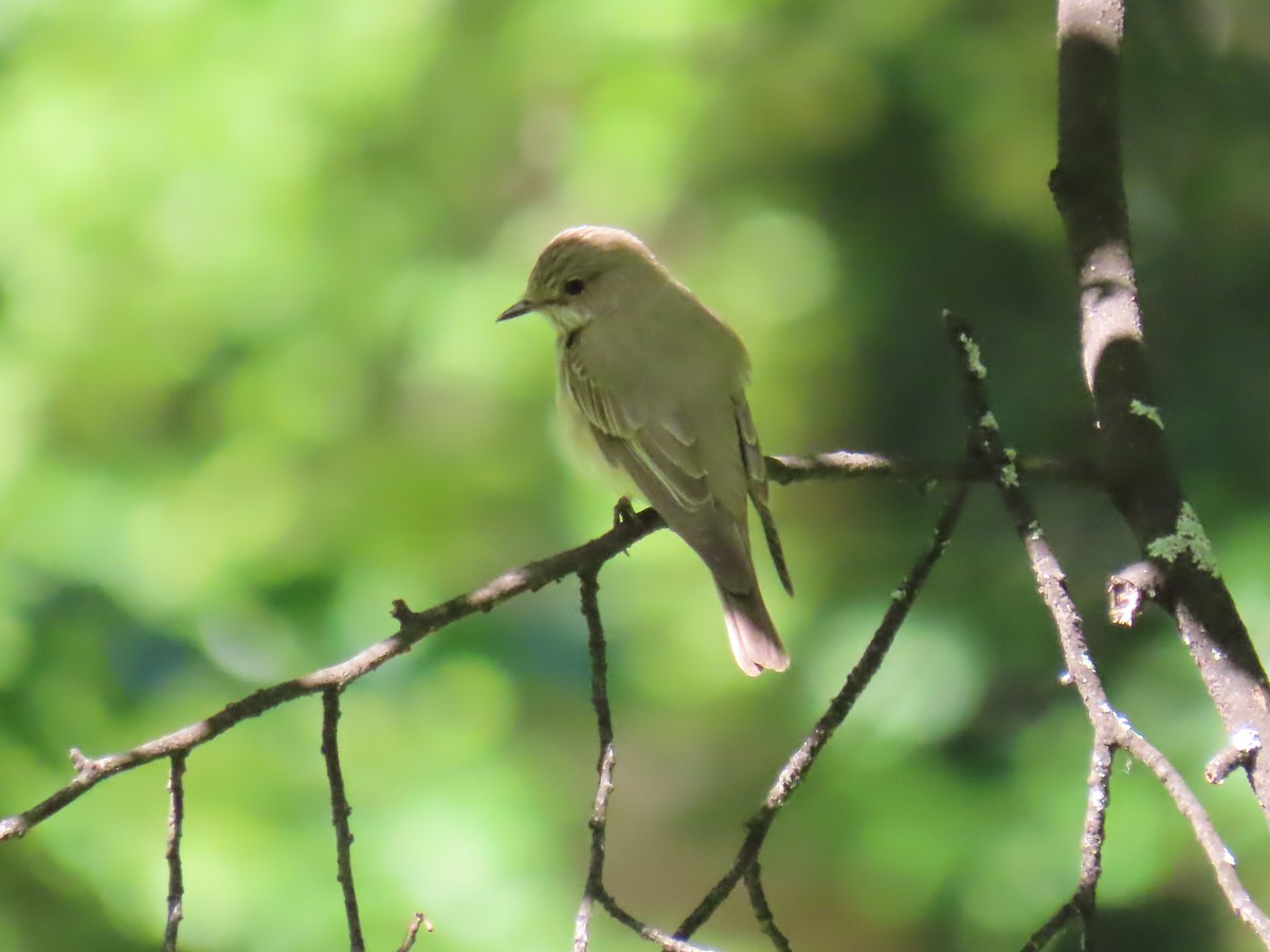 Lesser Whitethroat - ML620832754